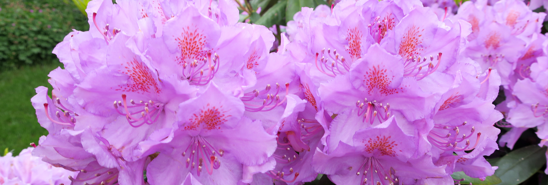 Lilla rhododendron