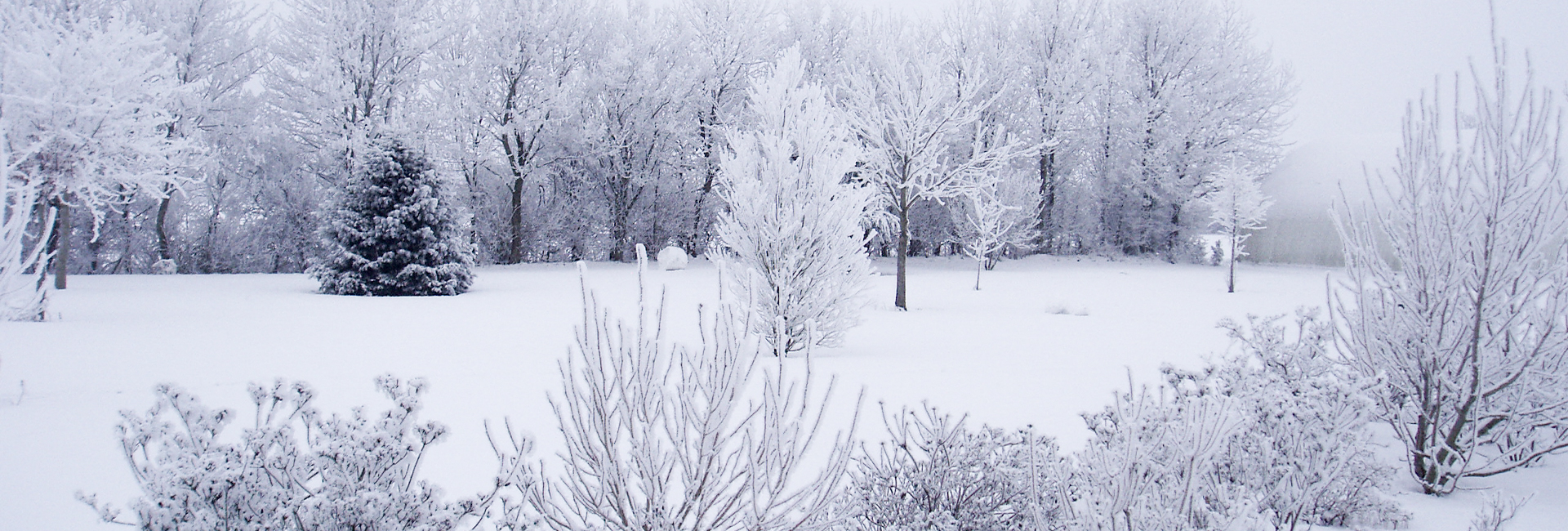 Blandede buske fra haven