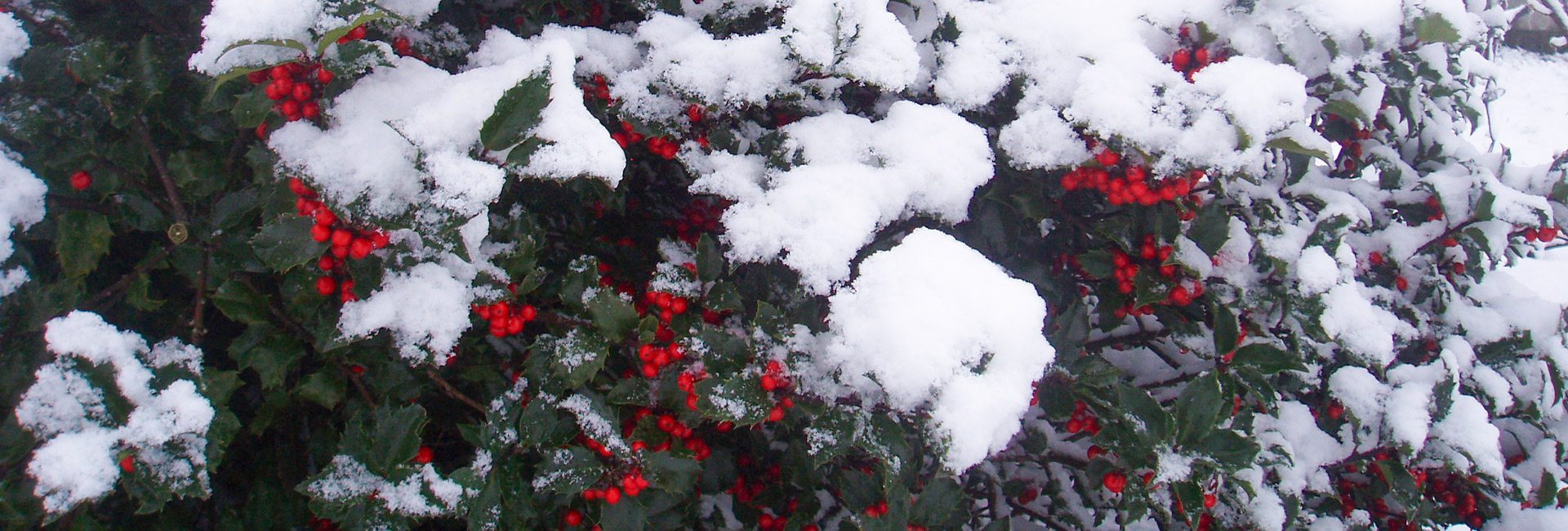 Kristtjørn med røde bær