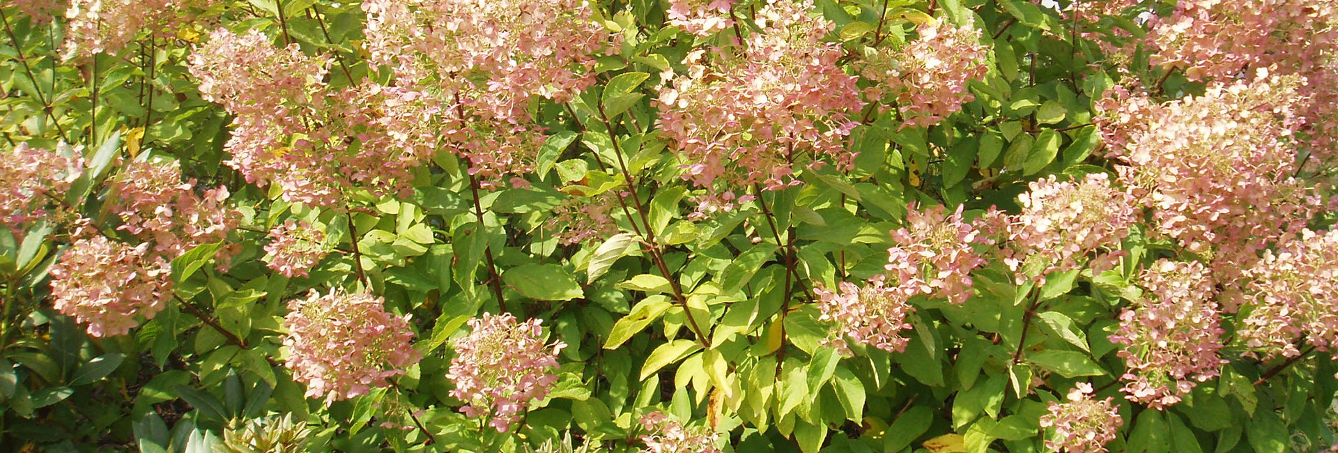 Syrenhortensia