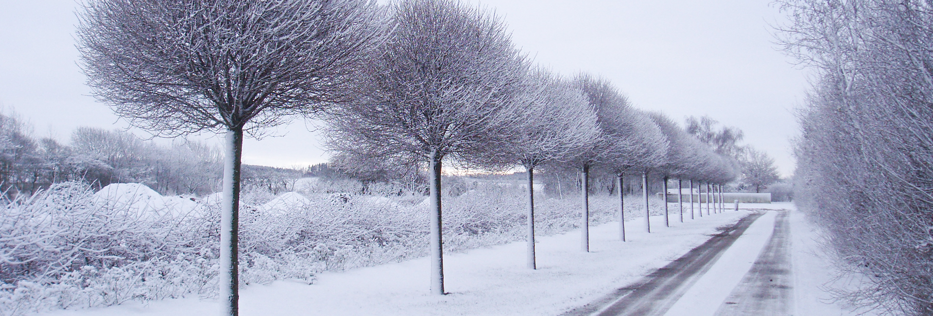 Kuglekirsebær som alle